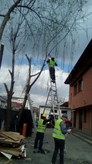 Taiere/Toaletare copac, copaci,pomi,Defrisare teren,Scoatere Radacina