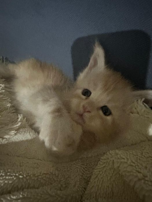 Мейн кун,  котята.