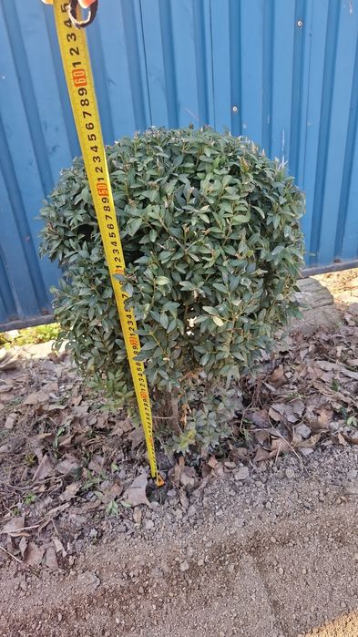 Самшит, взрослые куски