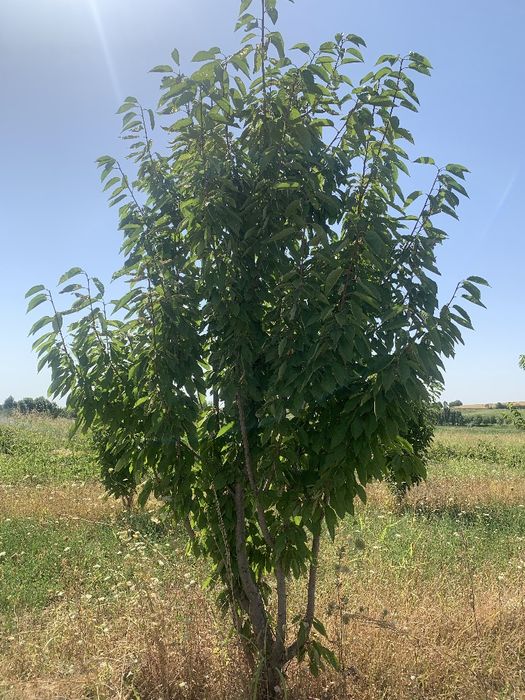 8gektar mevali bogʻ ijaraga beriladi! Parkent tumanida!!