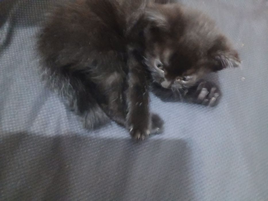Котёнок маленький