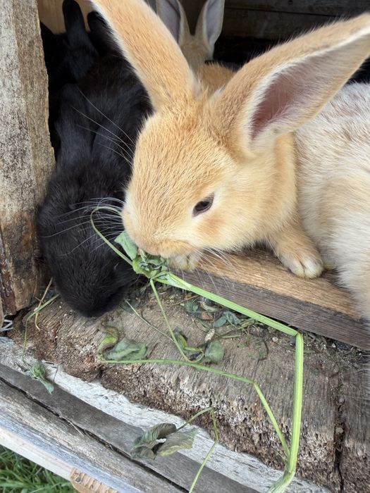 Puiuți de iepurași de 3 luni