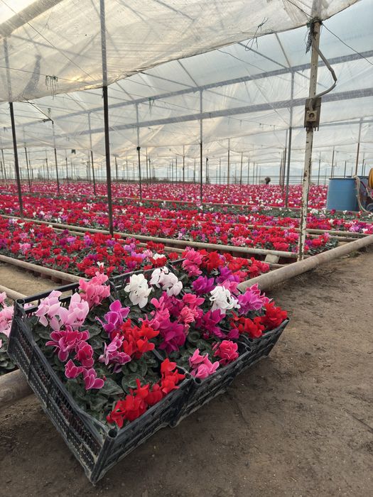 Steklamen Gullar sotuvda