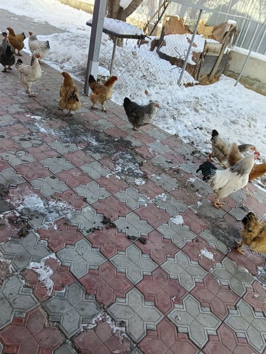 Продам курей. Домашние,