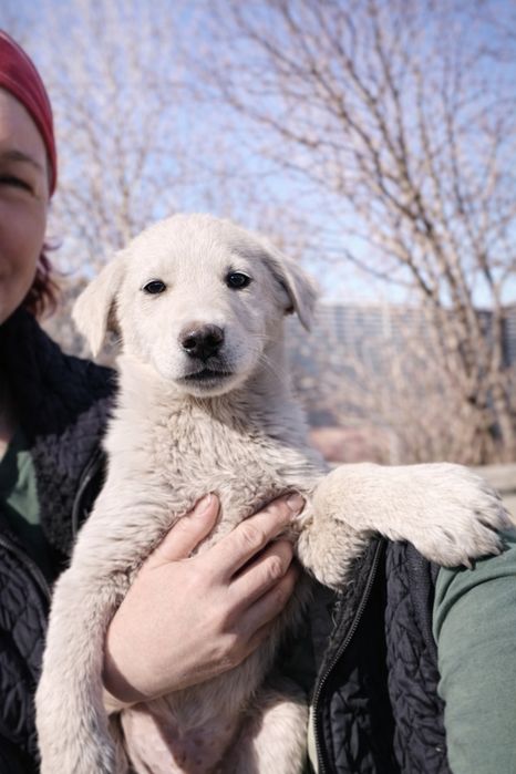 Щенки мальчики бесплатно