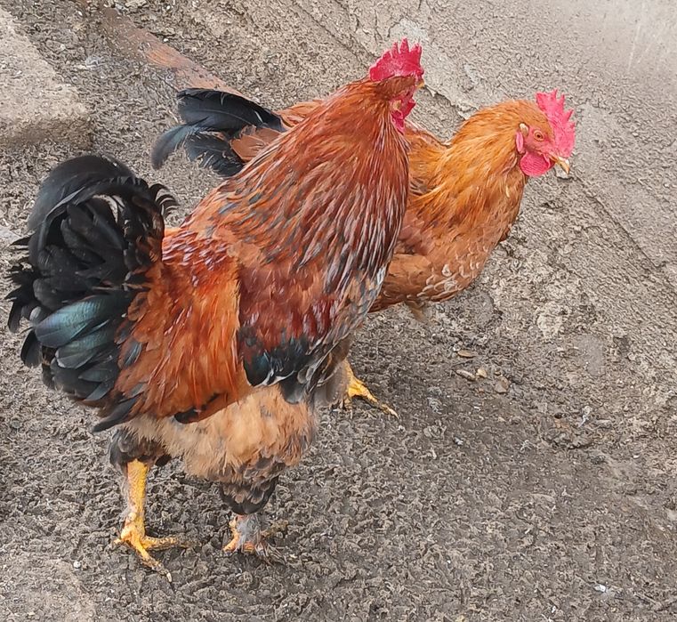 Vand 5 cocoși roșii