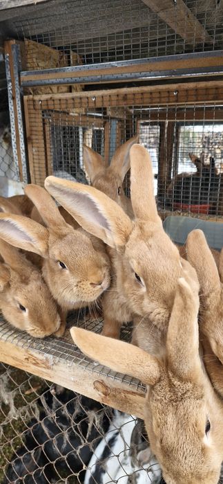 Продам бургунских кроликов!