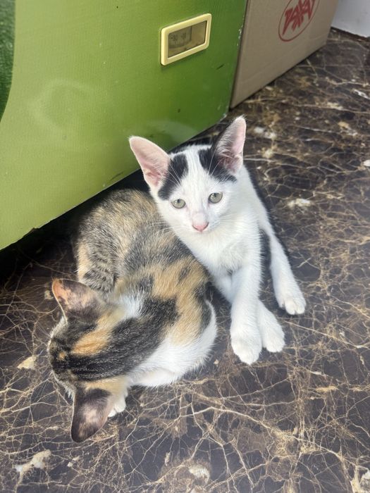 Котята бесплатно