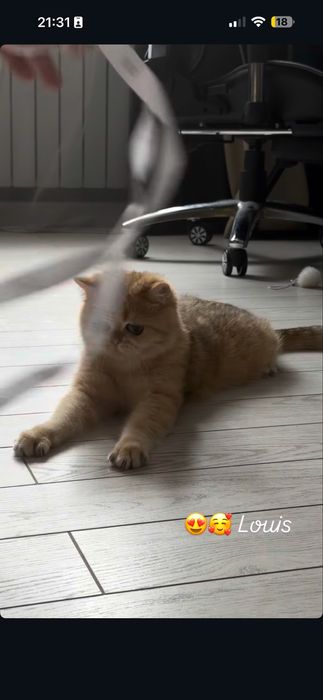 Котятa золoтыe шиншиллы для вас!