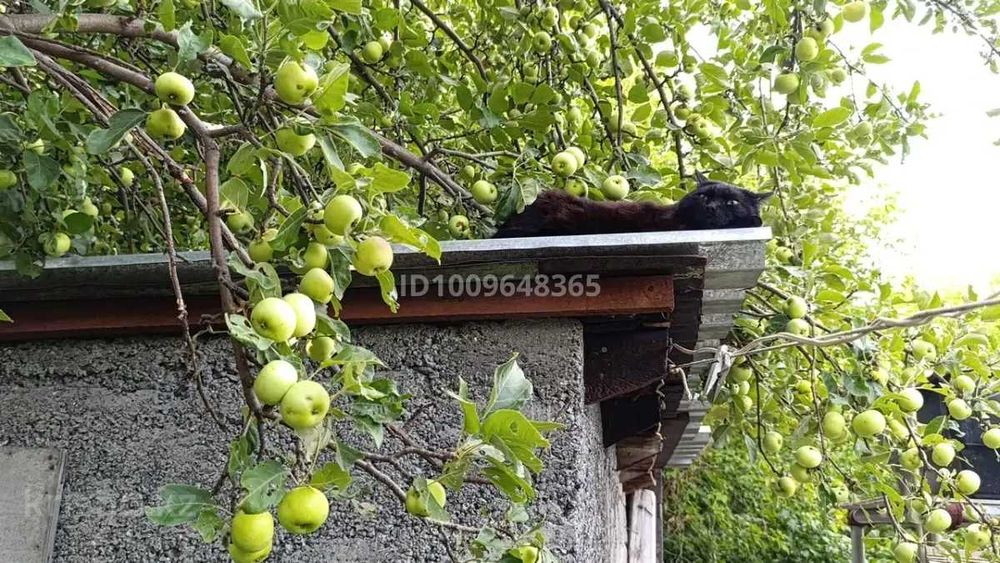 Продам дачу в "Авиаторе"