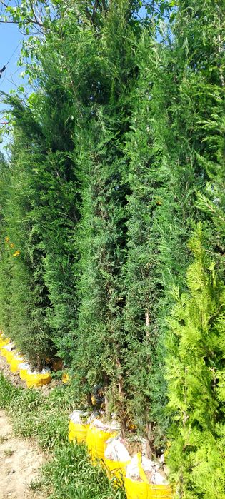 Можжевельник стрижка сотилади