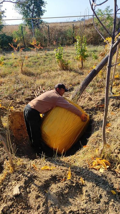 Пересадка посадка профессиональная