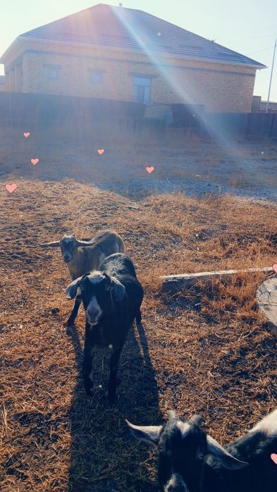 4 мал жас сатылады