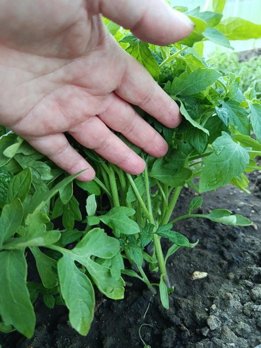 Продам Рассада помидор