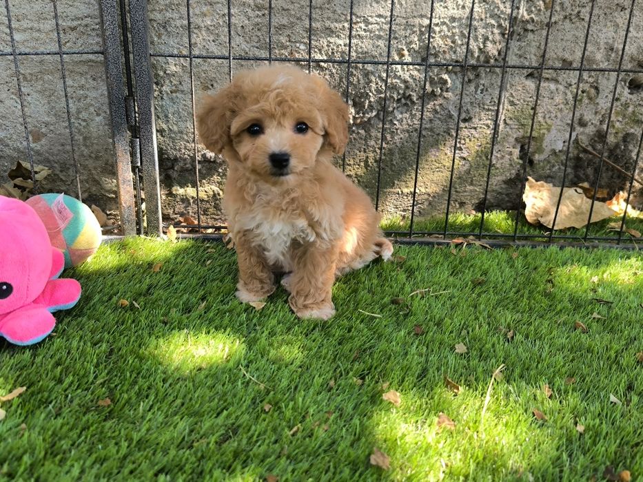 Vand fetita Maltipoo f1 rosu toy