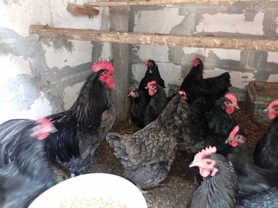 Vand oua de incubatiematase jsponeza-chochincina urias-austrolop