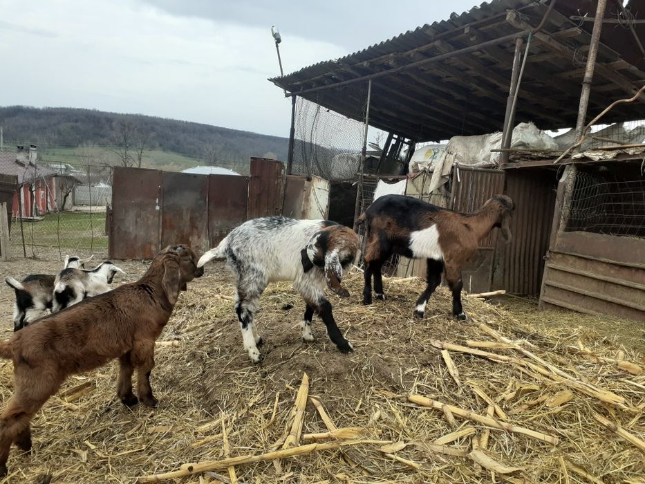 Iezi anglonubian și alpin francez