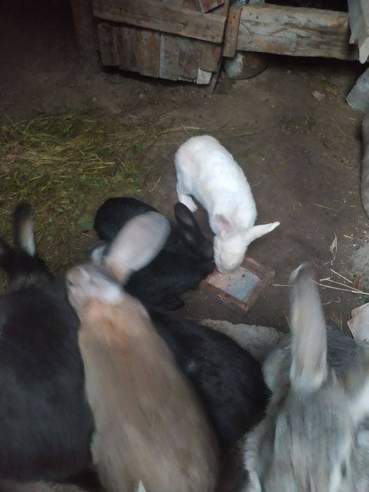 Gibrid Flandr quyonlar sotiladi