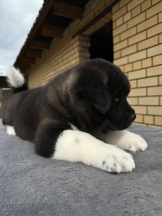 Зенки Американской Акиты