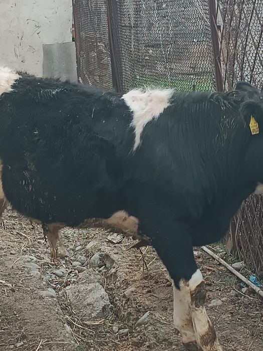 Буха сатылады пригородта