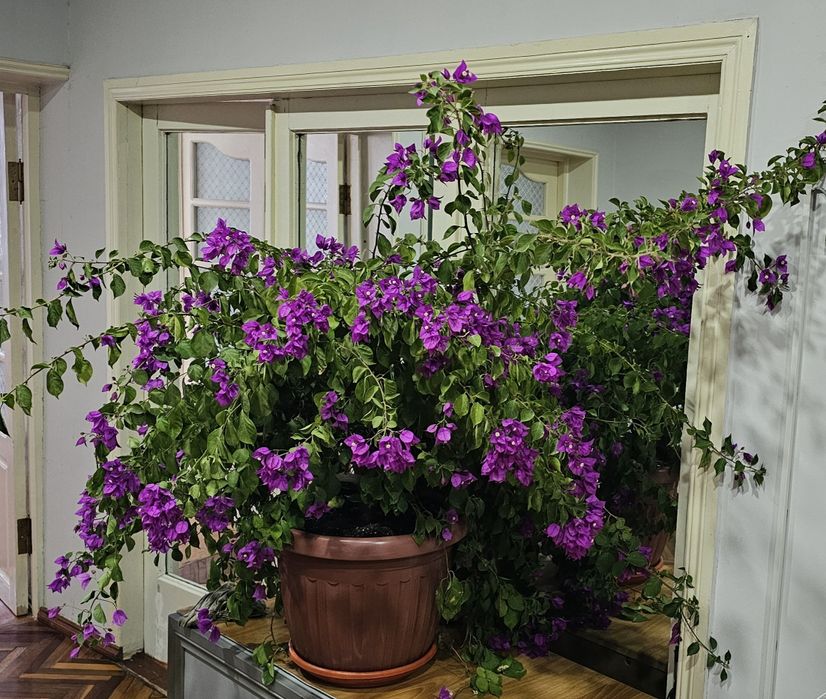 Фиолетовая бугенвиллия, фикус Али большая