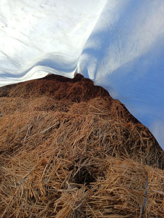 Baloti de ovaz...15 lei negociabil