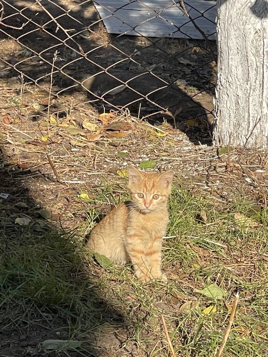 Отдам котенка в добрые руки