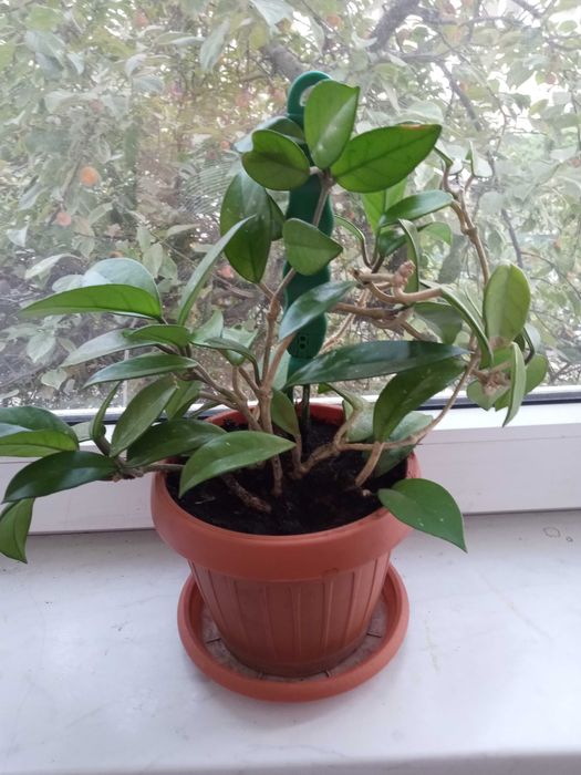 Floare lacrima maicii domnului