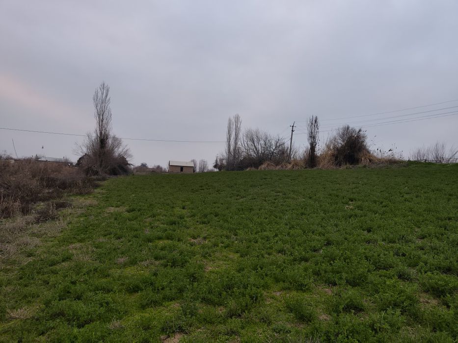 Тошкент вил, Бу́ка тумани Бу́ка мфй Худойкул кишлогида уй сотилади.