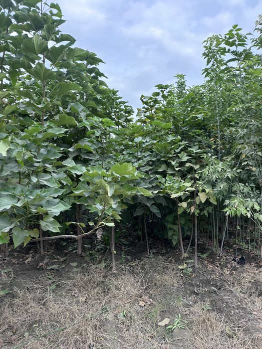 Кучатлар бор Ko’chatlar sotiladi Мевали ва Декотарив