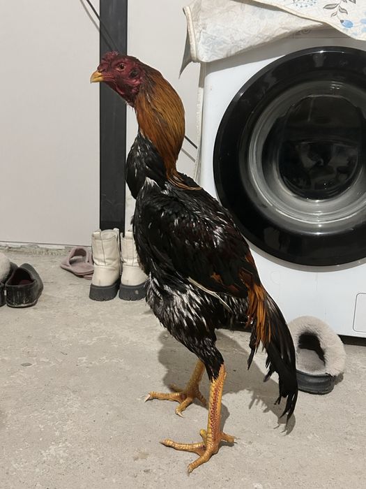 Апрельский Дакан кореец