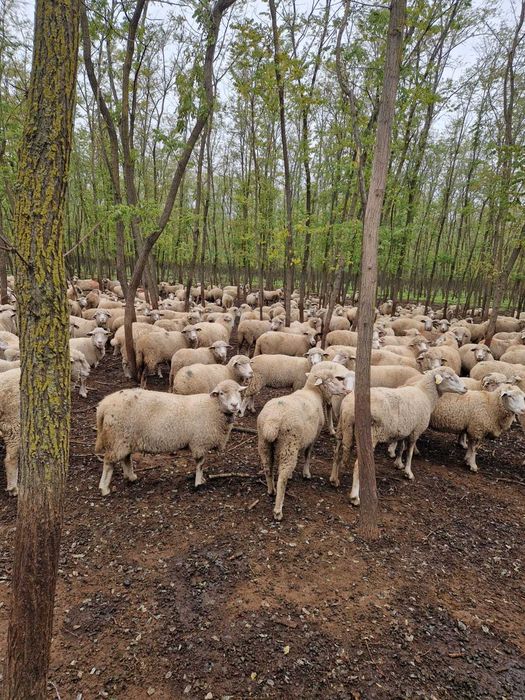 De vanzare 300 oi, 1000 lei/buc la alegere