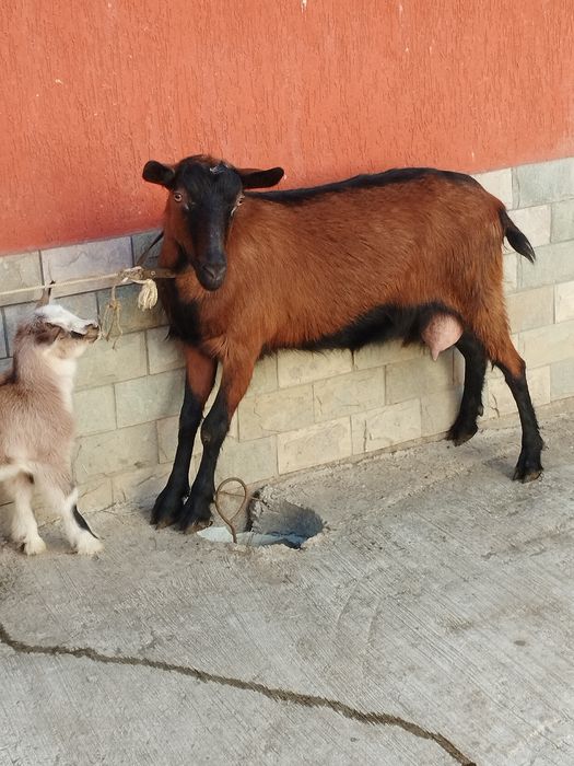 Capra alpina franceză la prima fatare