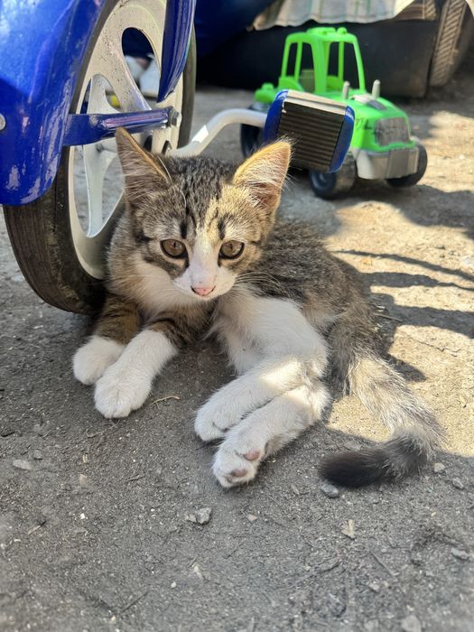 Отдам котенка в добрые руки