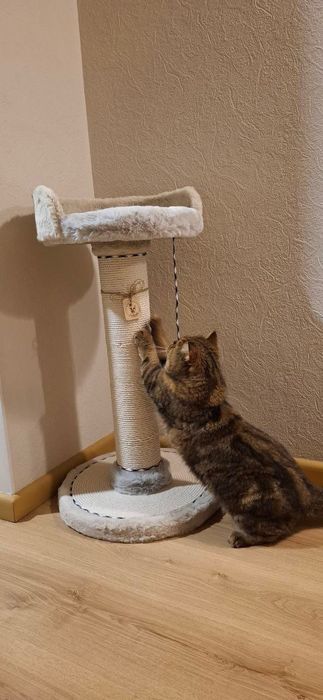 Когтеточка для кошки. Домик для кошки.