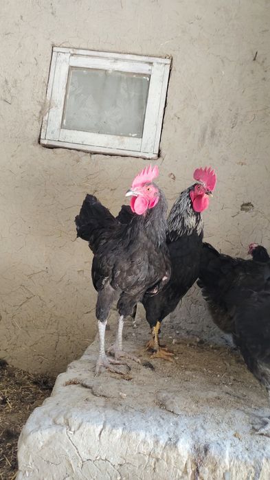 Xurozlar sotiladi Qora shaxzoda tuximidan chiqqan