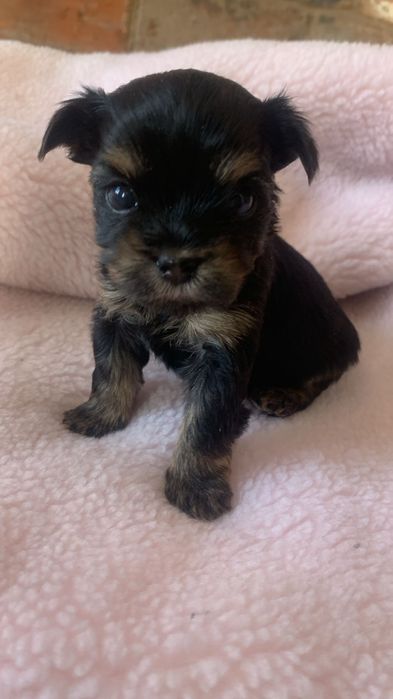 Продам щенков йоркшерского терьера все 4 девочки