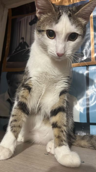 Отдам кота в хорошие руки