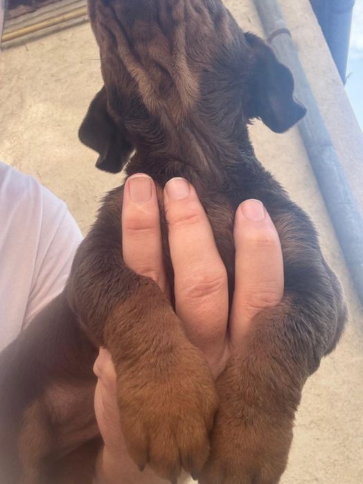 Teckel Ciocolata cu ochi verzi