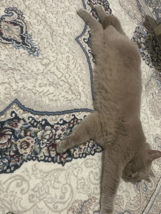 Кошка,2 года Скоттиш страйт.