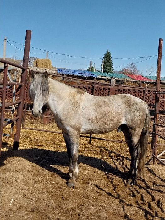 Продам жеребца возраст 8 лет