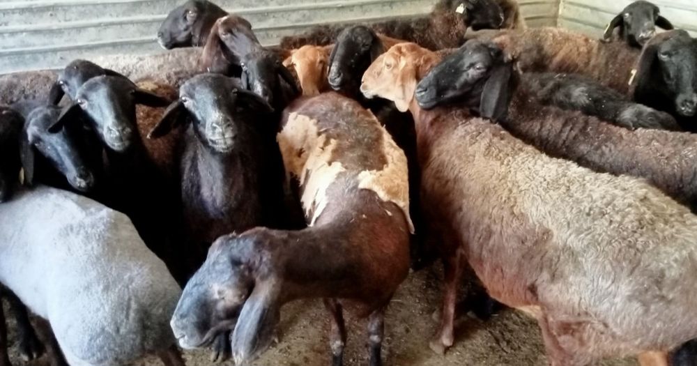 Кои токты бар сатылатын