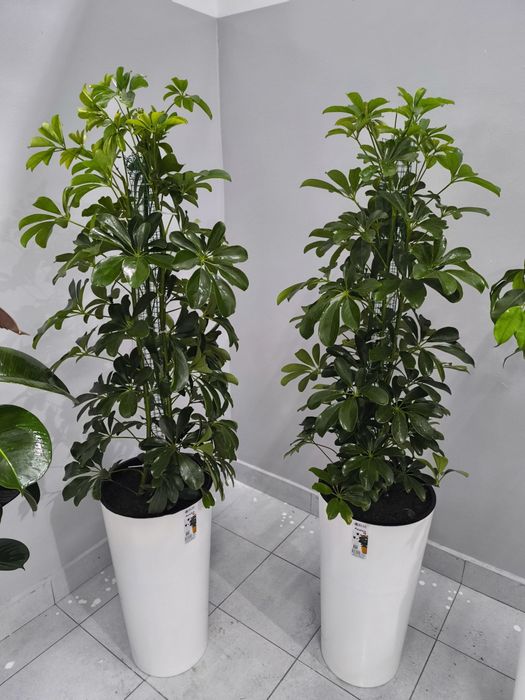 Офисные цветы  Хона гуллари