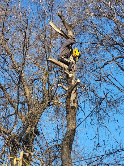Спил распил дерево обрезка плодовых деревьев