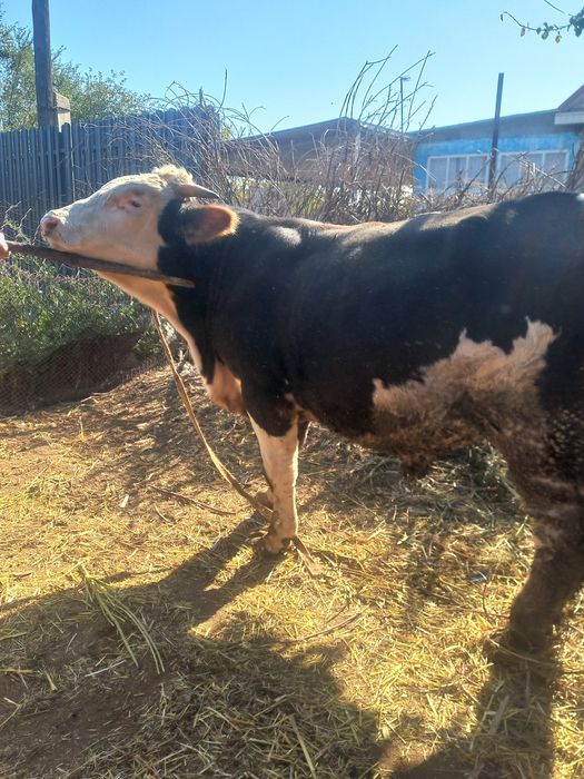 Тұқымдыққа Бұқа сатылады, Бычок на племя