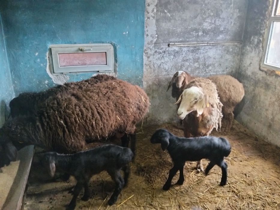 Продам баран гиссар