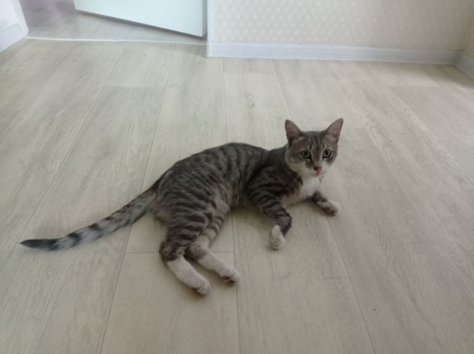 Дарю кота в хорошие руки