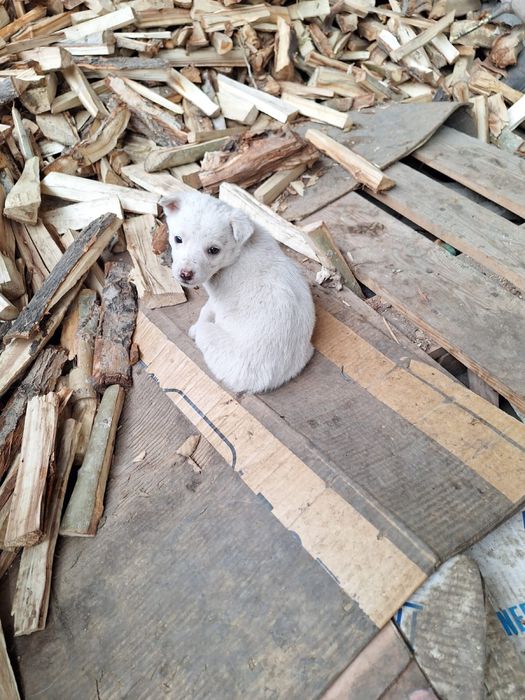 Отдам щенят средней породы