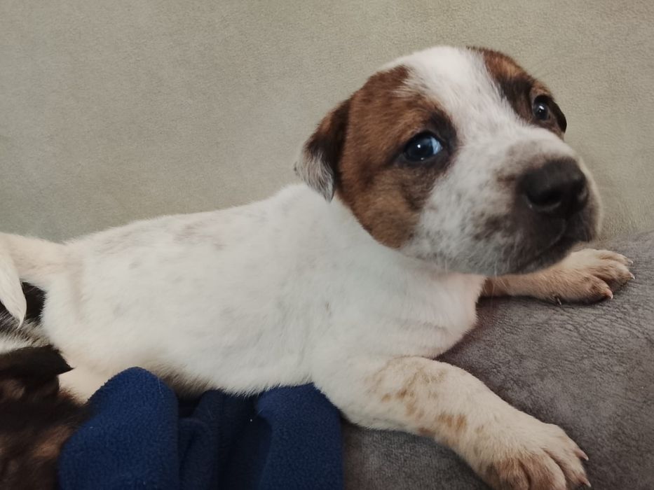 Щенятки ждут любящих хозяев