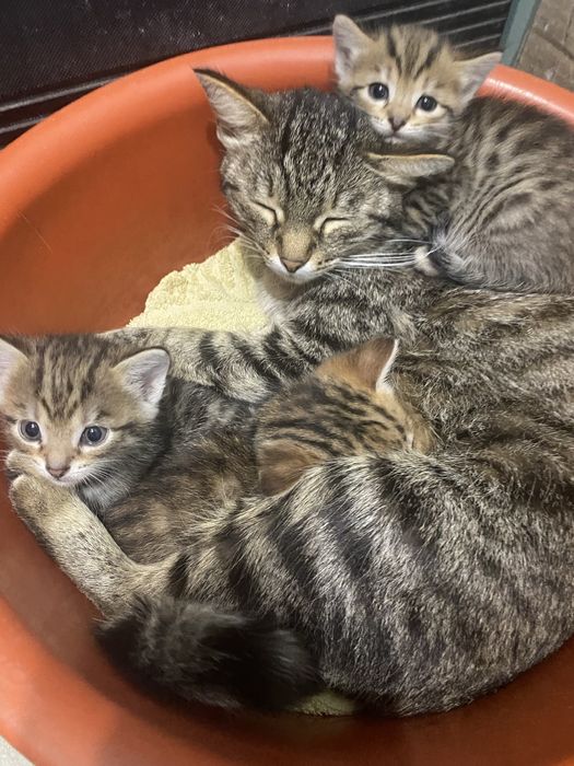 Отдам котят в добрые руки